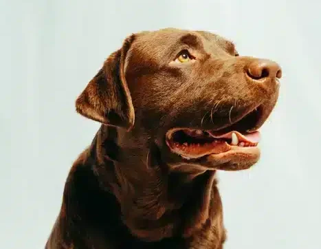 Tupelo, the English Labrador mascot of Luke's Plumbing & Air Conditioning in Houston, TX