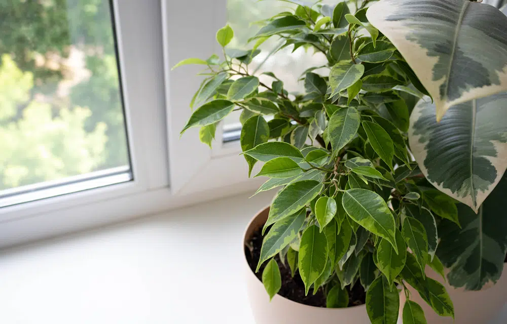 Ficus inside of residential home in Houston, TX.